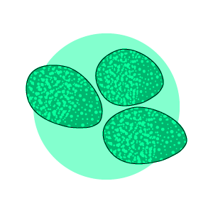 Ruminococcus bovis DY10