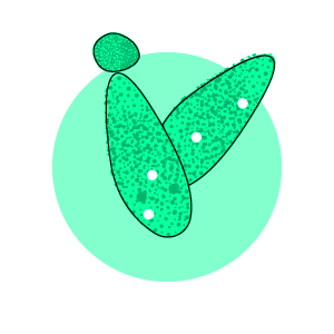 Pichia kudriavzevii DY21