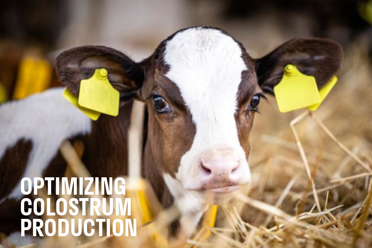 Colostrum Quality