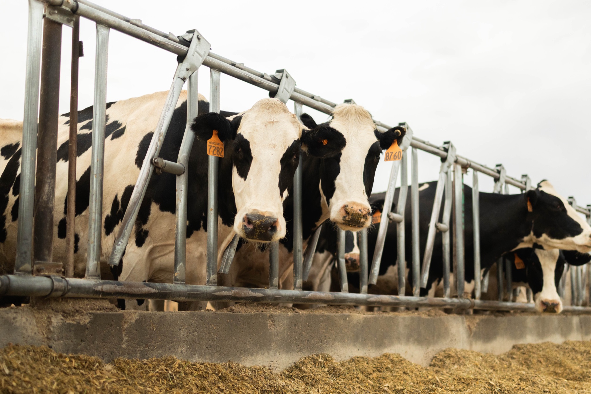 Dairy cows at feed bunk