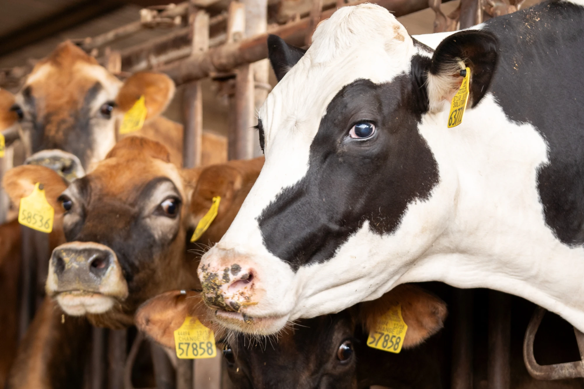 Healthier Herd Close-Up Cows
