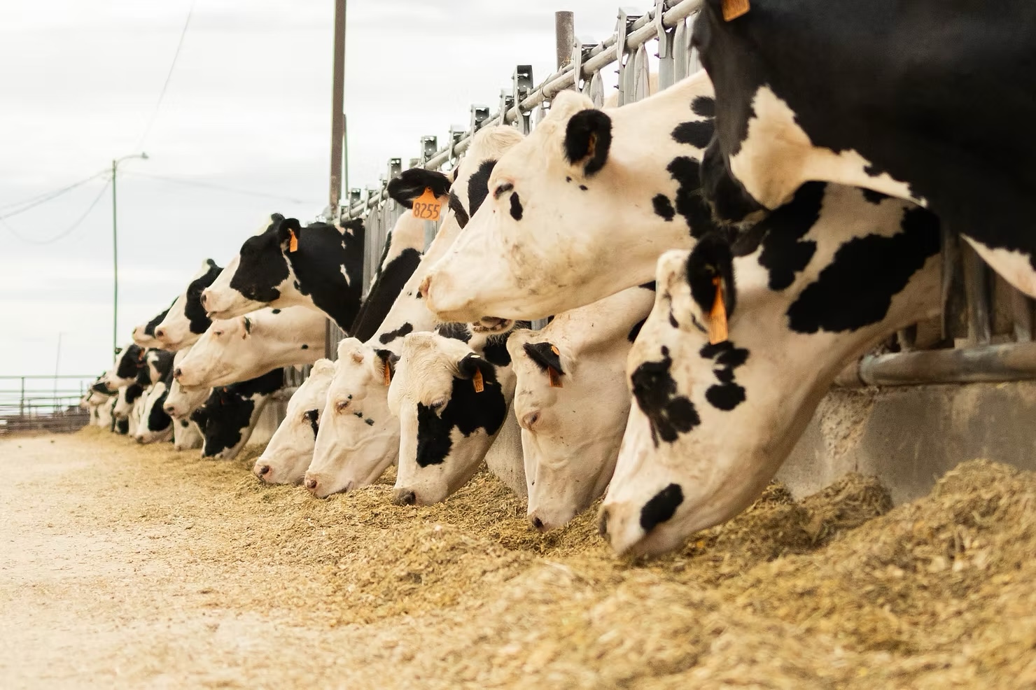 Native Microbials - News Hero